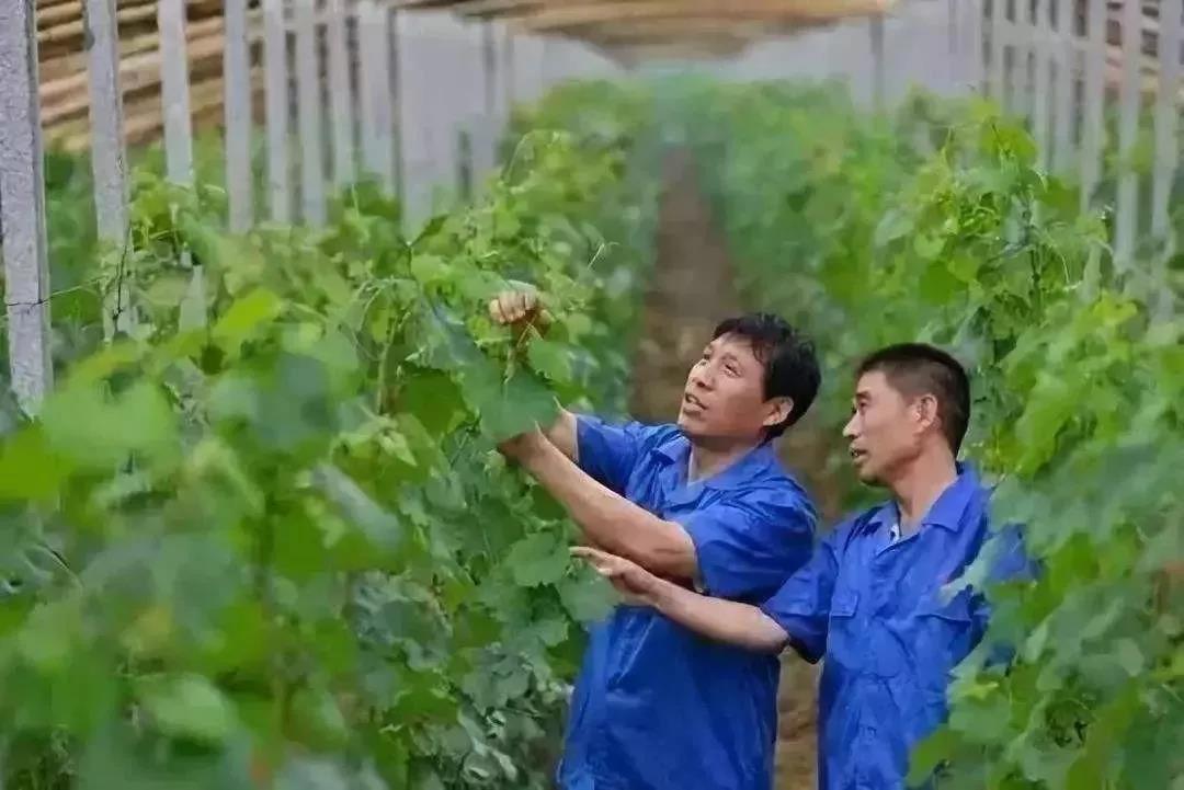 农业旅游景区规划